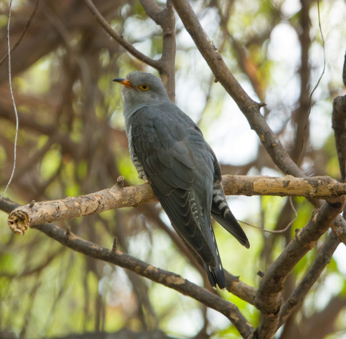 African Cuckoo - Phil Hyde