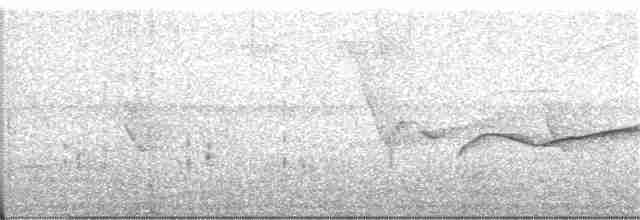 Широкохвістка непальська [група vulcanius] - ML188248351