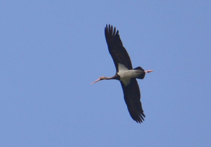 Black Stork - Arun Varghese