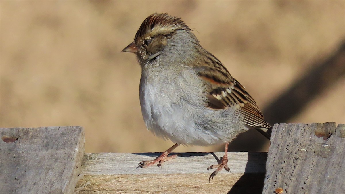 Chipping Sparrow - Christopher Frick