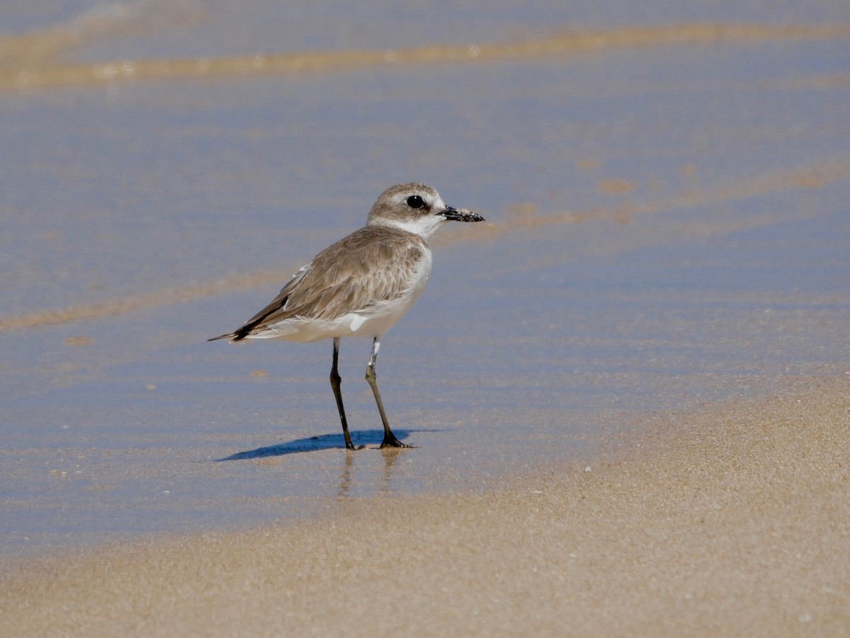 Greater Sand-Plover - Keith Morris