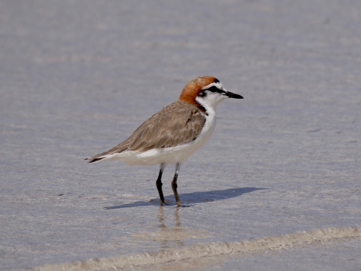 Red-capped Plover - ML188252061