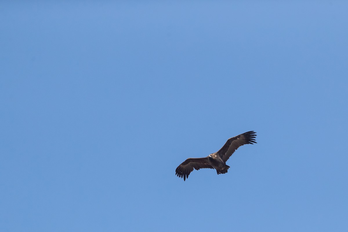 Cinereous Vulture - ML188252451
