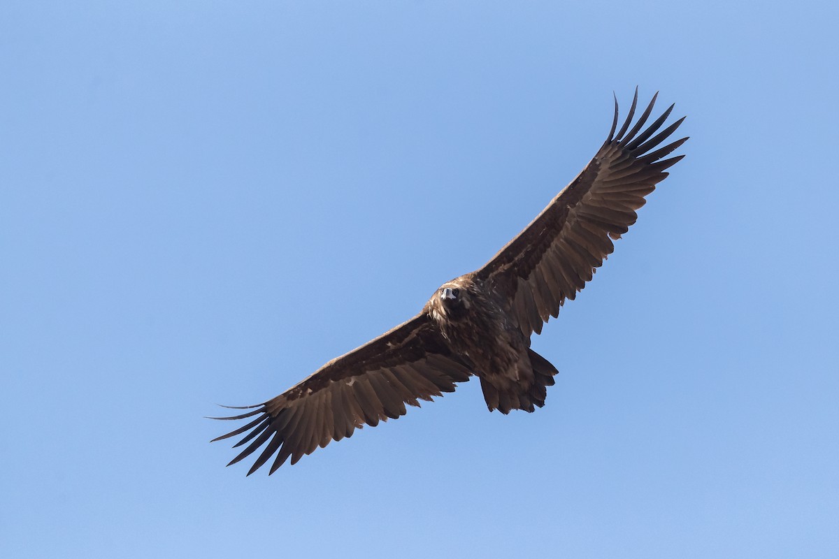 Cinereous Vulture - ML188252461