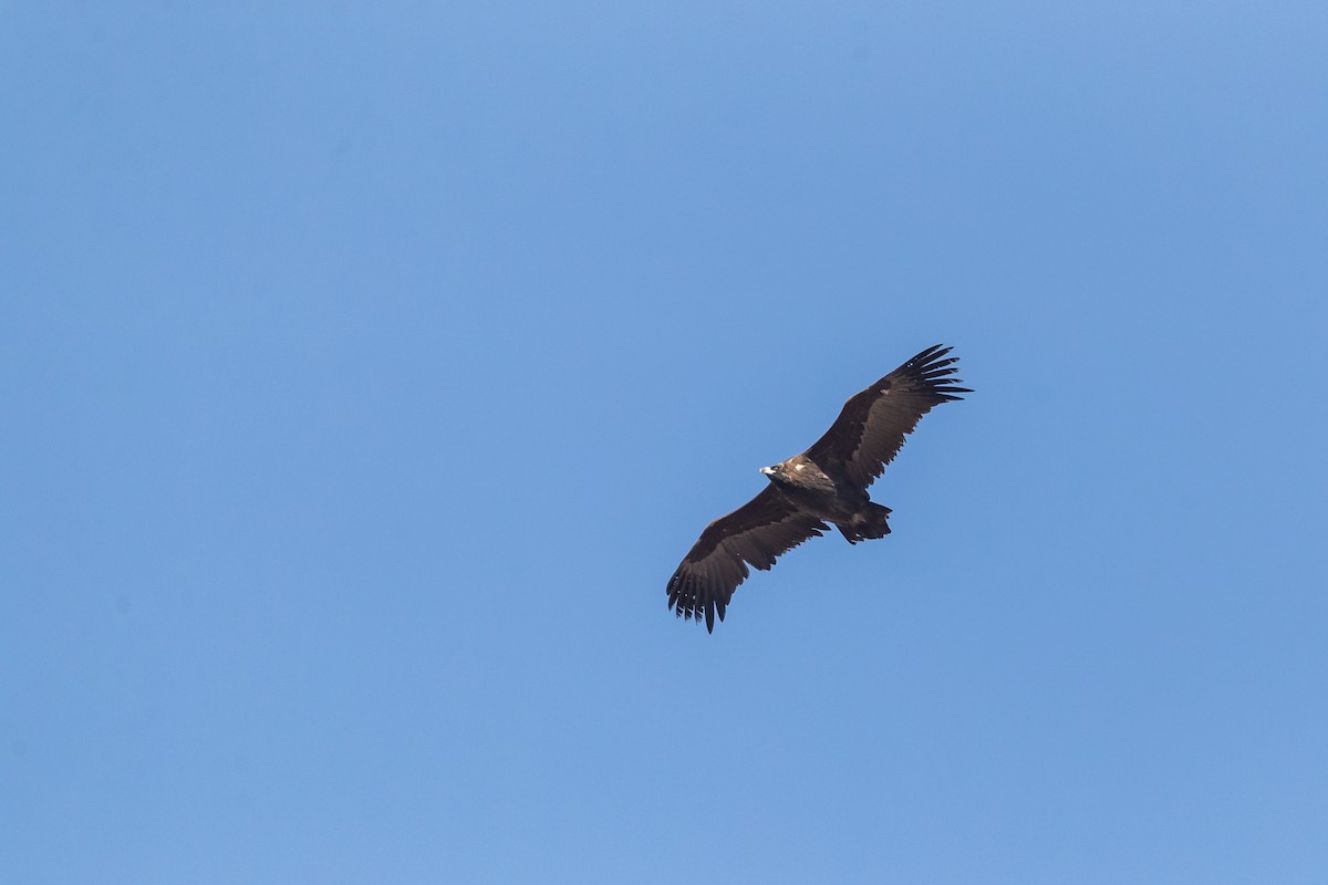 Cinereous Vulture - ML188252471