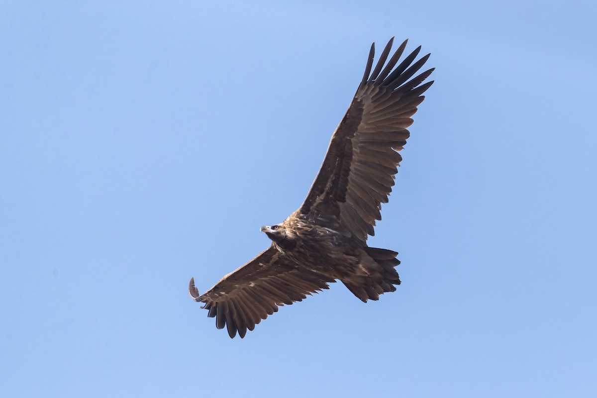 Cinereous Vulture - ML188252481