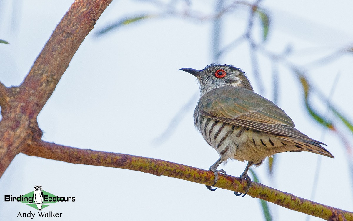 Little Bronze-Cuckoo - Andy Walker - Birding Ecotours