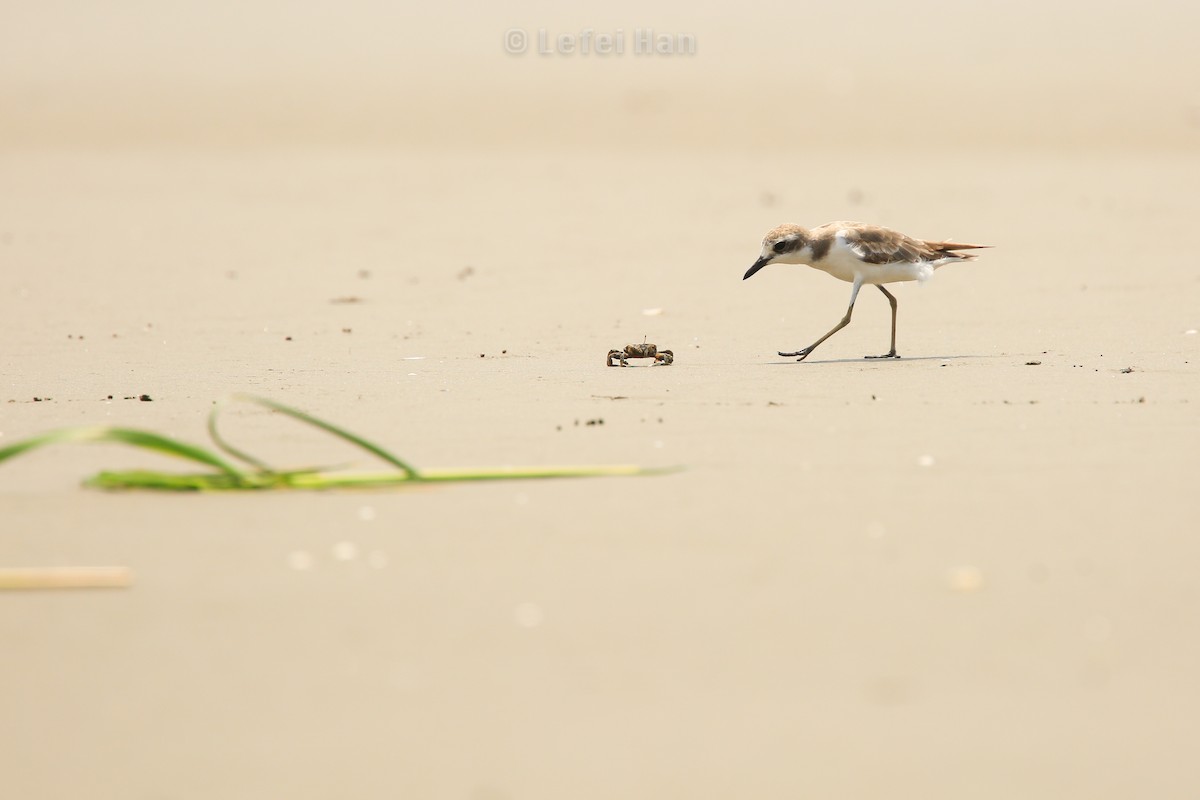 Greater Sand-Plover - Lefei Han