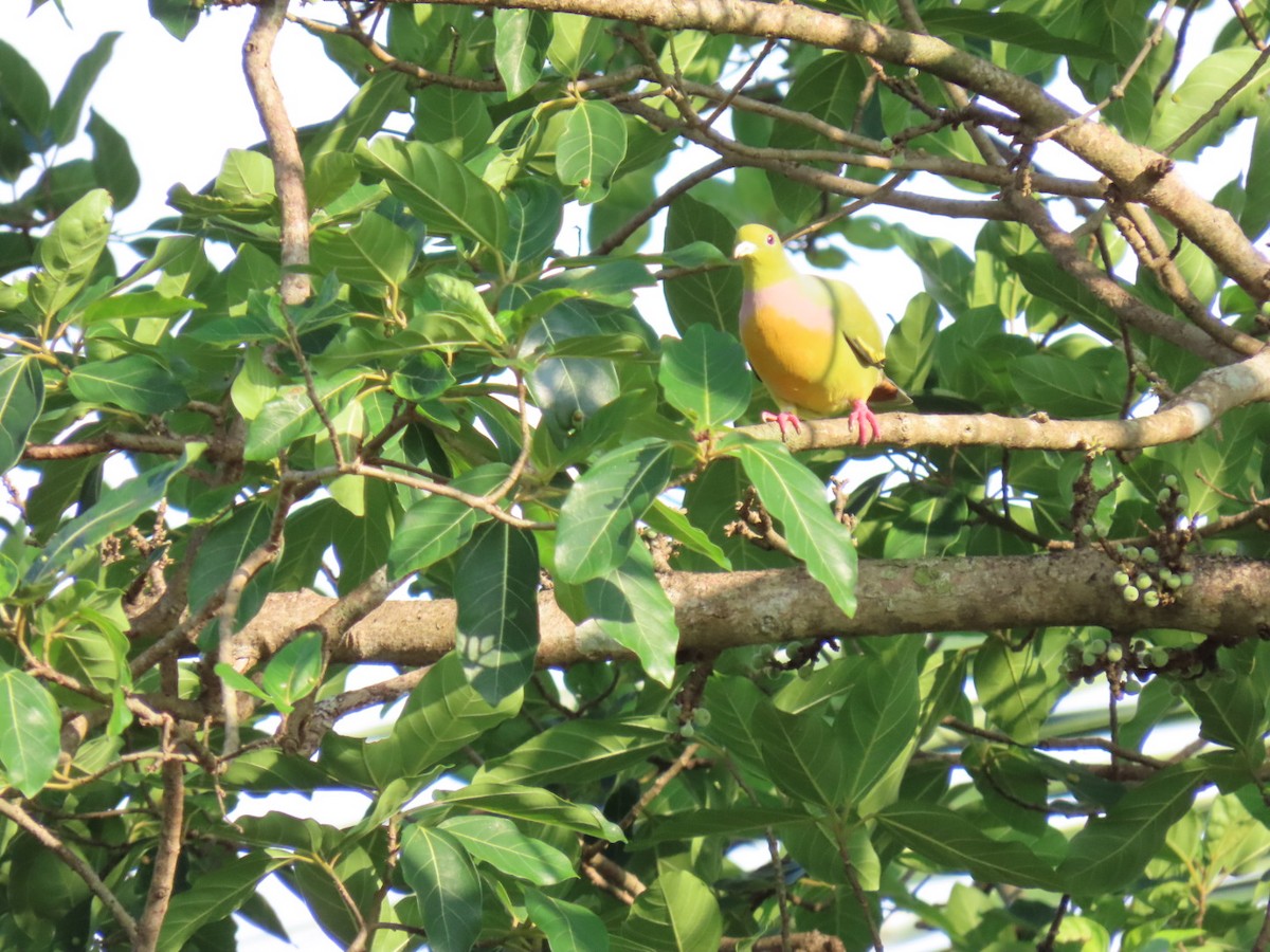 Orange-breasted Green-Pigeon - shyamkumar puravankara