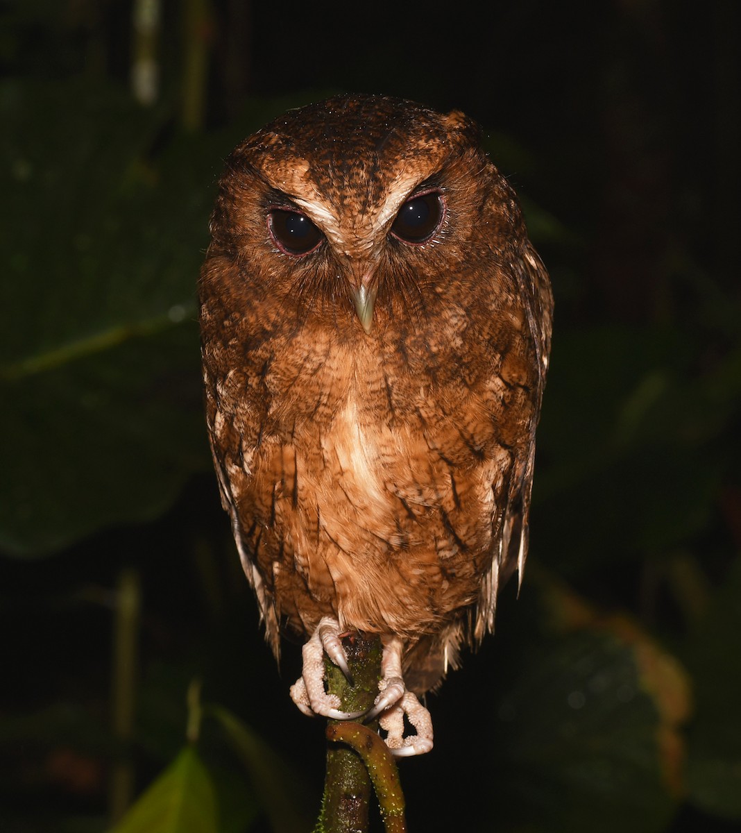 Rufescent Screech-Owl (Colombian) - ML188259571