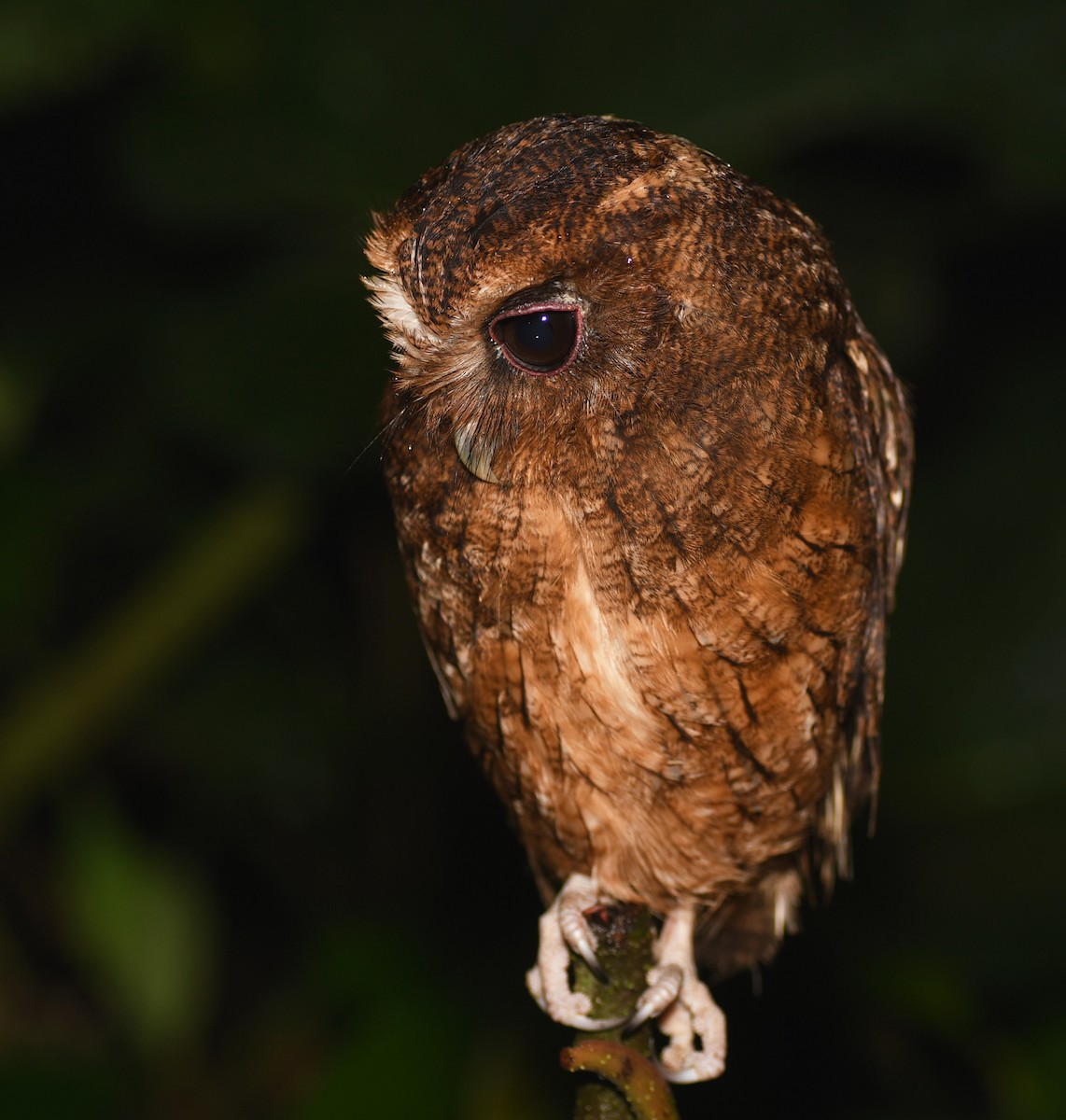 Rufescent Screech-Owl (Colombian) - Joshua Vandermeulen