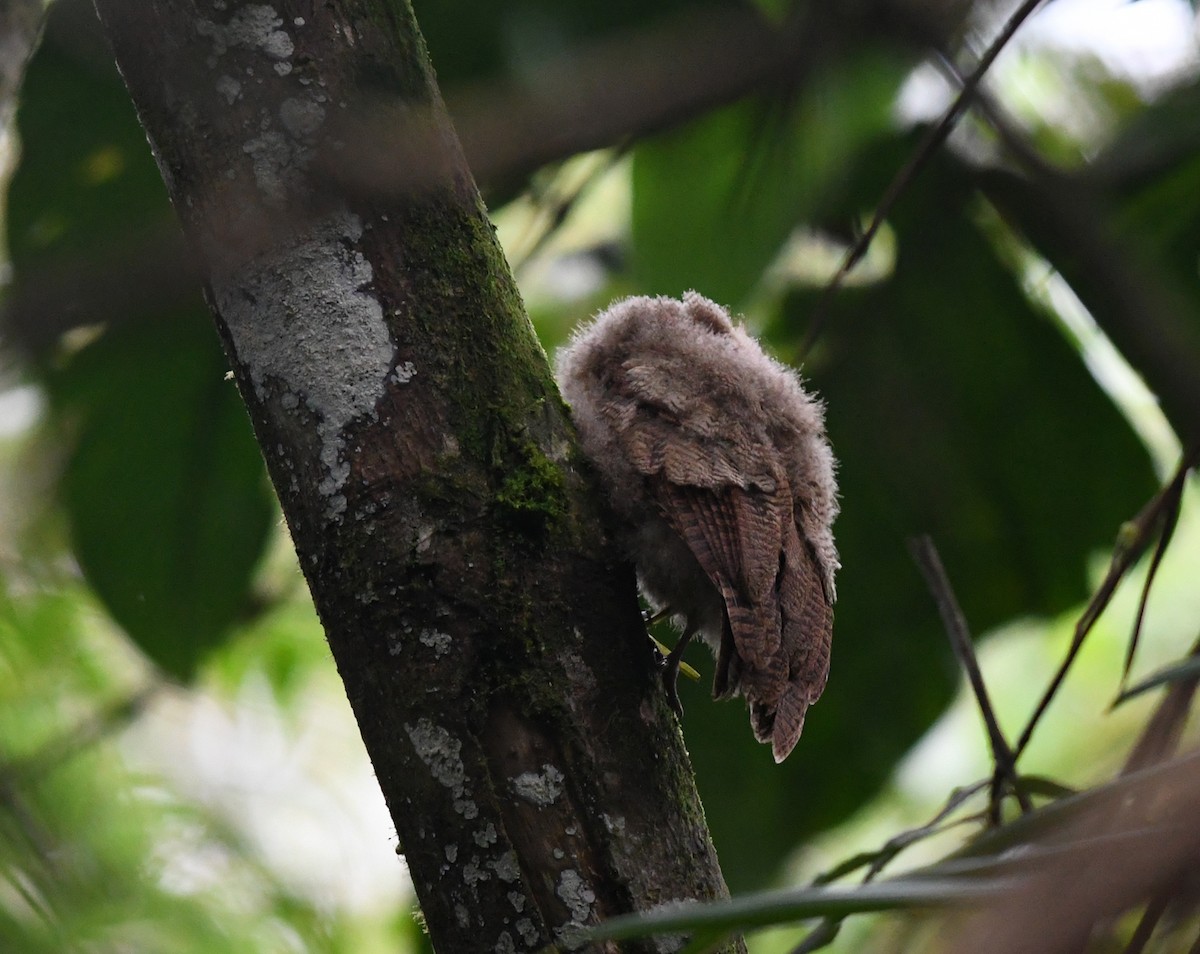 Rufescent Screech-Owl (Colombian) - ML188259711