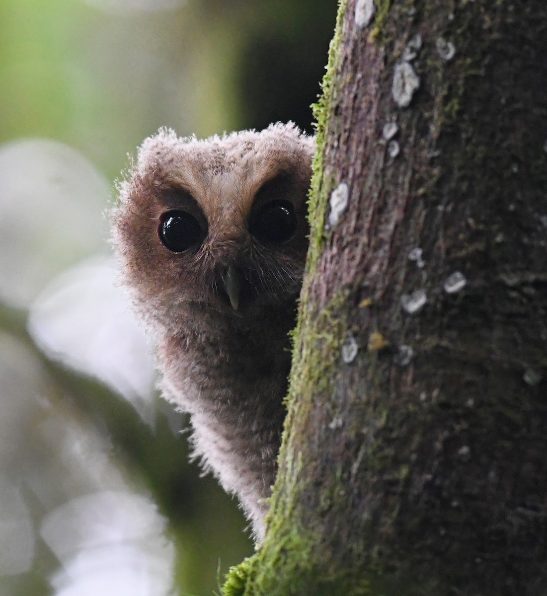 Rufescent Screech-Owl (Colombian) - ML188259721