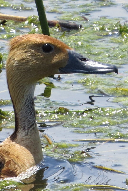 Fulvous Whistling-Duck - ML188262621
