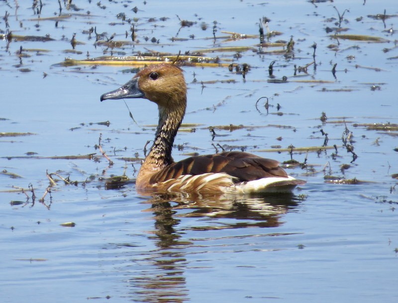 Fulvous Whistling-Duck - ML188262631
