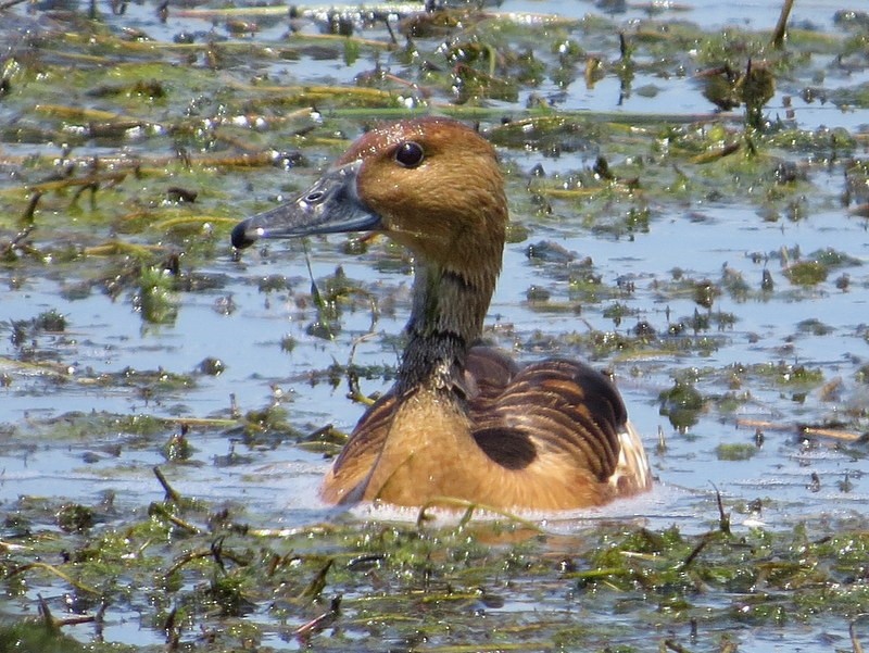 Fulvous Whistling-Duck - ML188262641