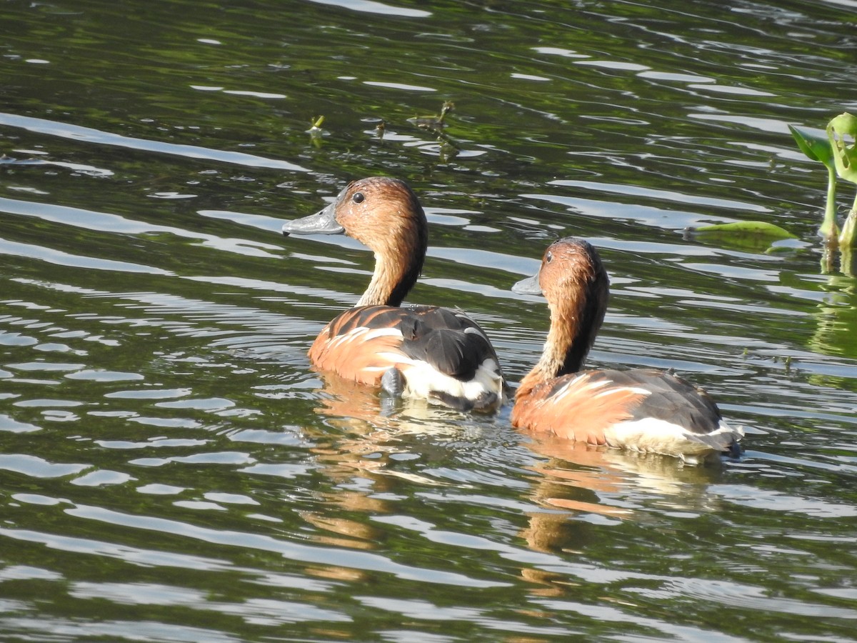 Fulvous Whistling-Duck - ML188263051