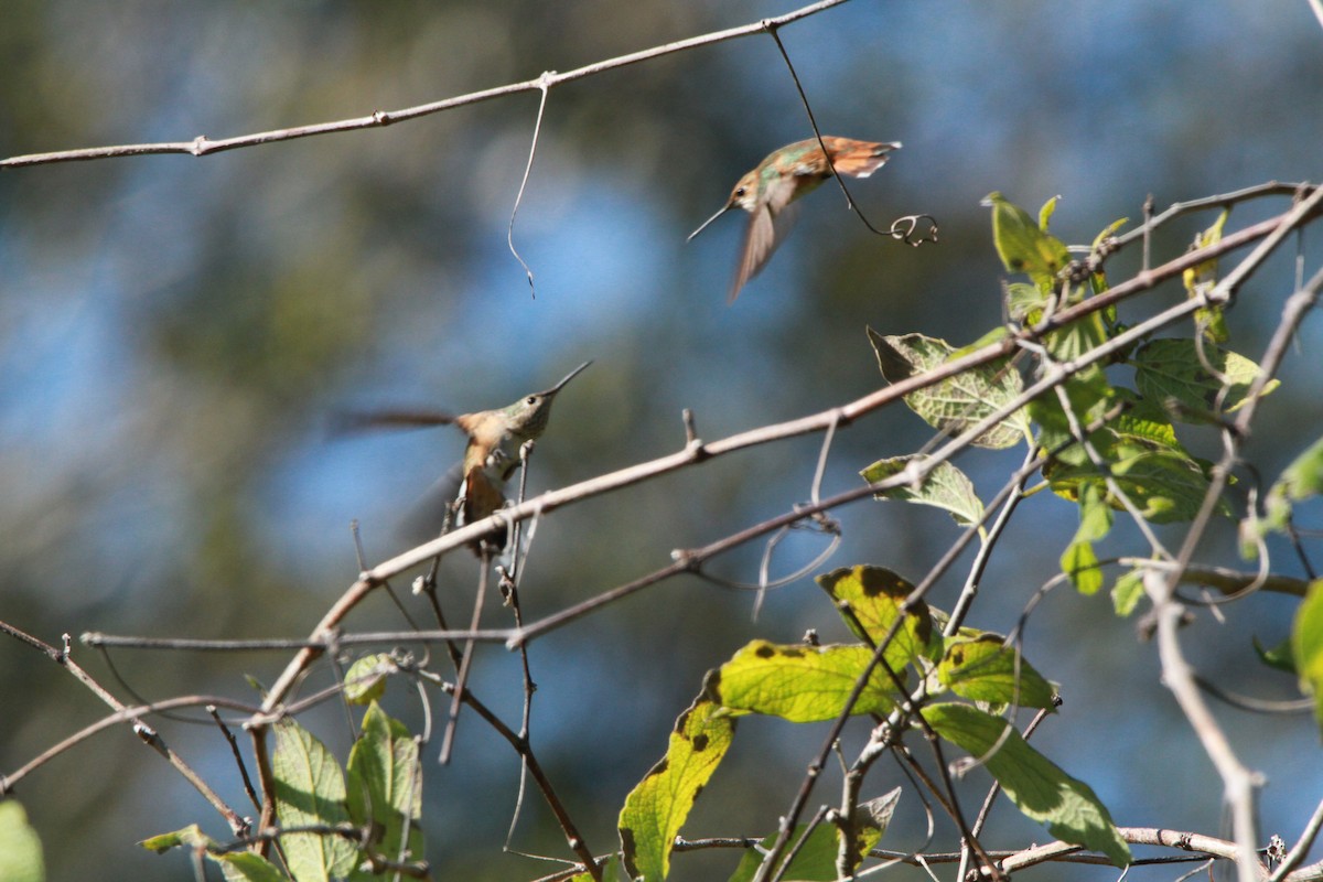 Broad-tailed Hummingbird - Brent Ortego