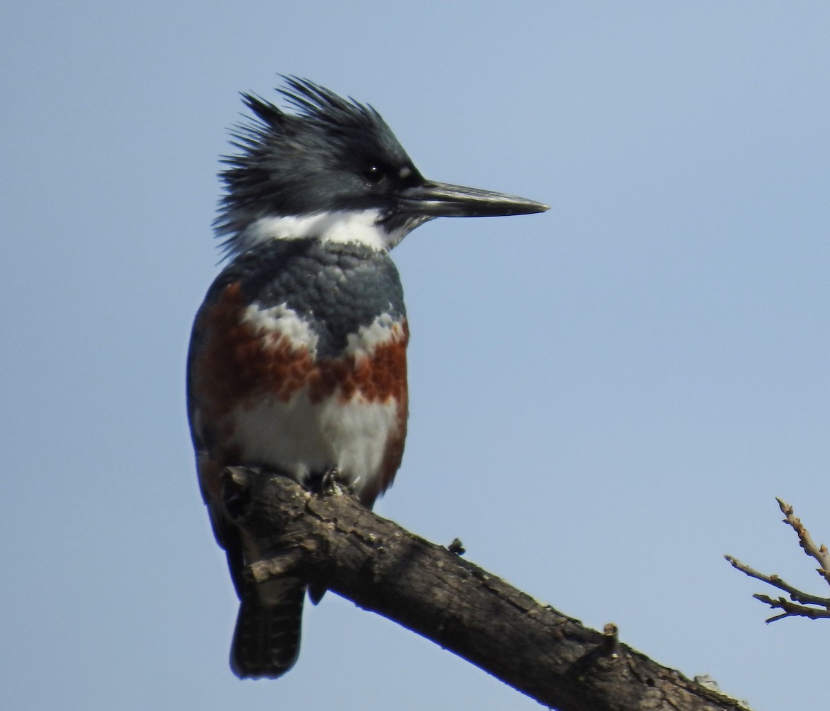 Belted Kingfisher - Kevin Long