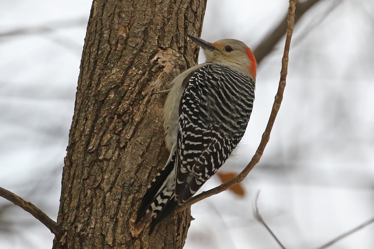 Red-bellied Woodpecker - Joe Wing