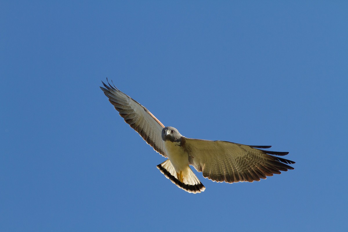 White-tailed Hawk - Rodrigo DAlessandro