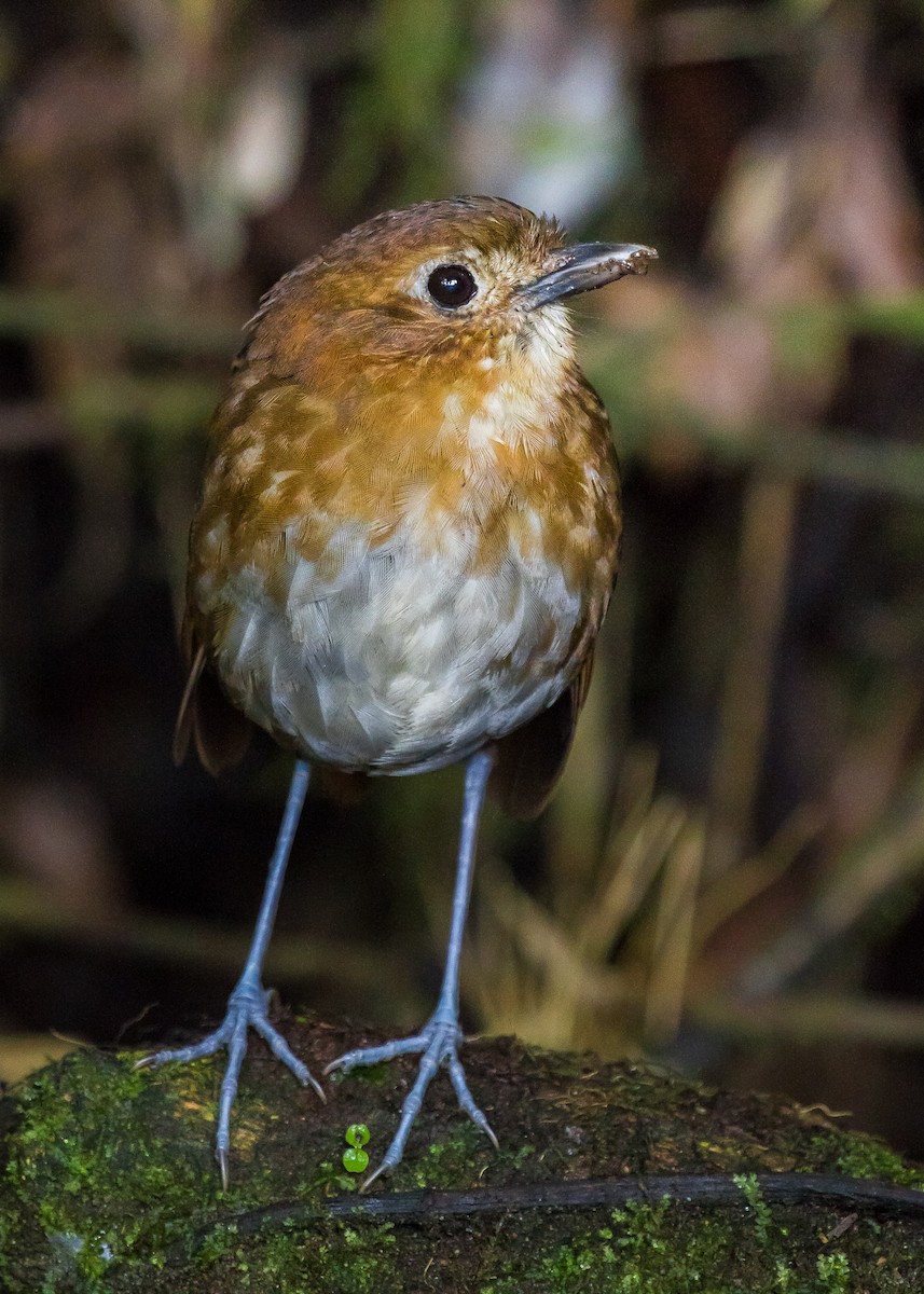 Brown-banded Antpitta - ML188268171