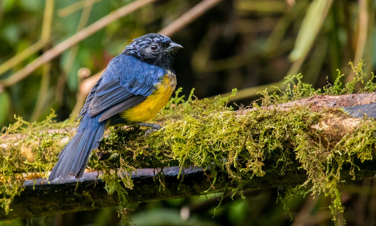 Buff-breasted Mountain Tanager - ML188268541