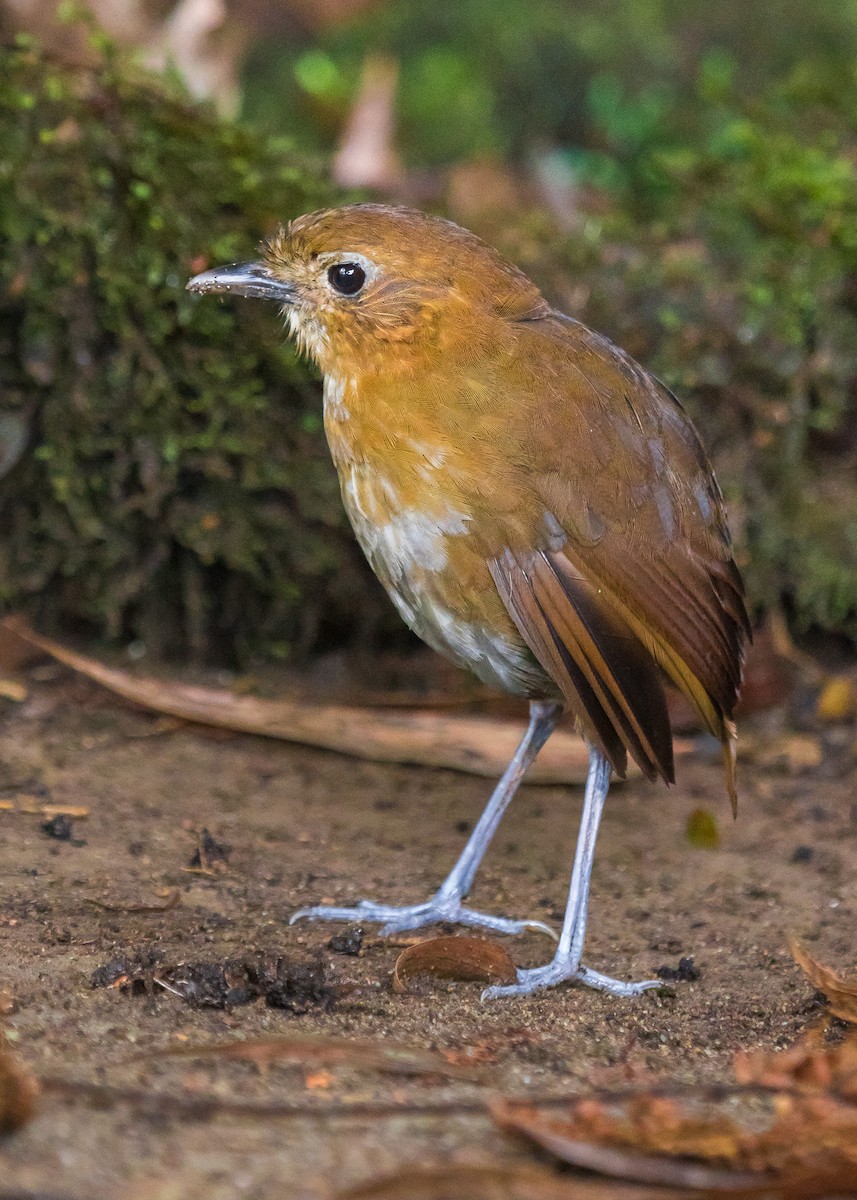 Brown-banded Antpitta - ML188268831