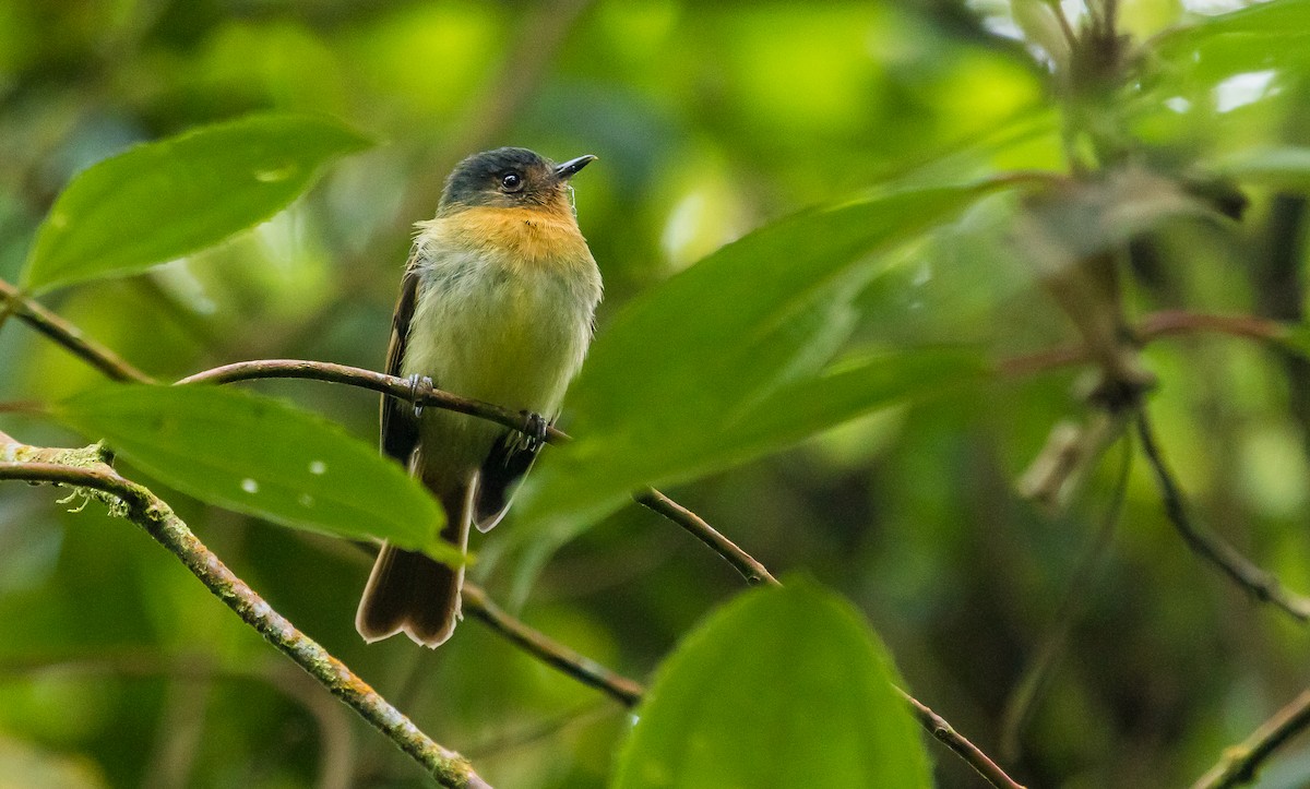 Rufous-breasted Flycatcher - ML188269901