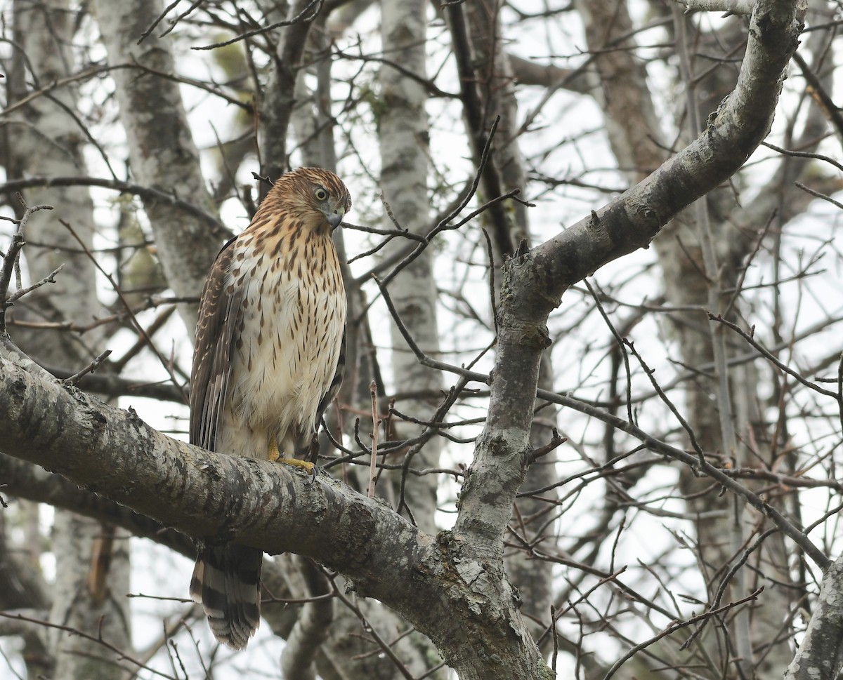 eBird Checklist 6 Nov 2019 Fort Hill, Eastham 47 species (+4 other taxa)