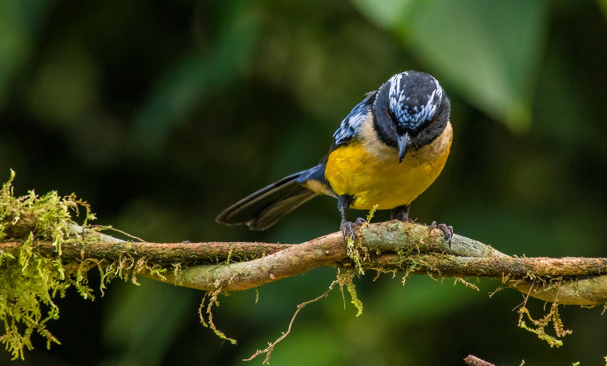 Buff-breasted Mountain Tanager - ML188270751
