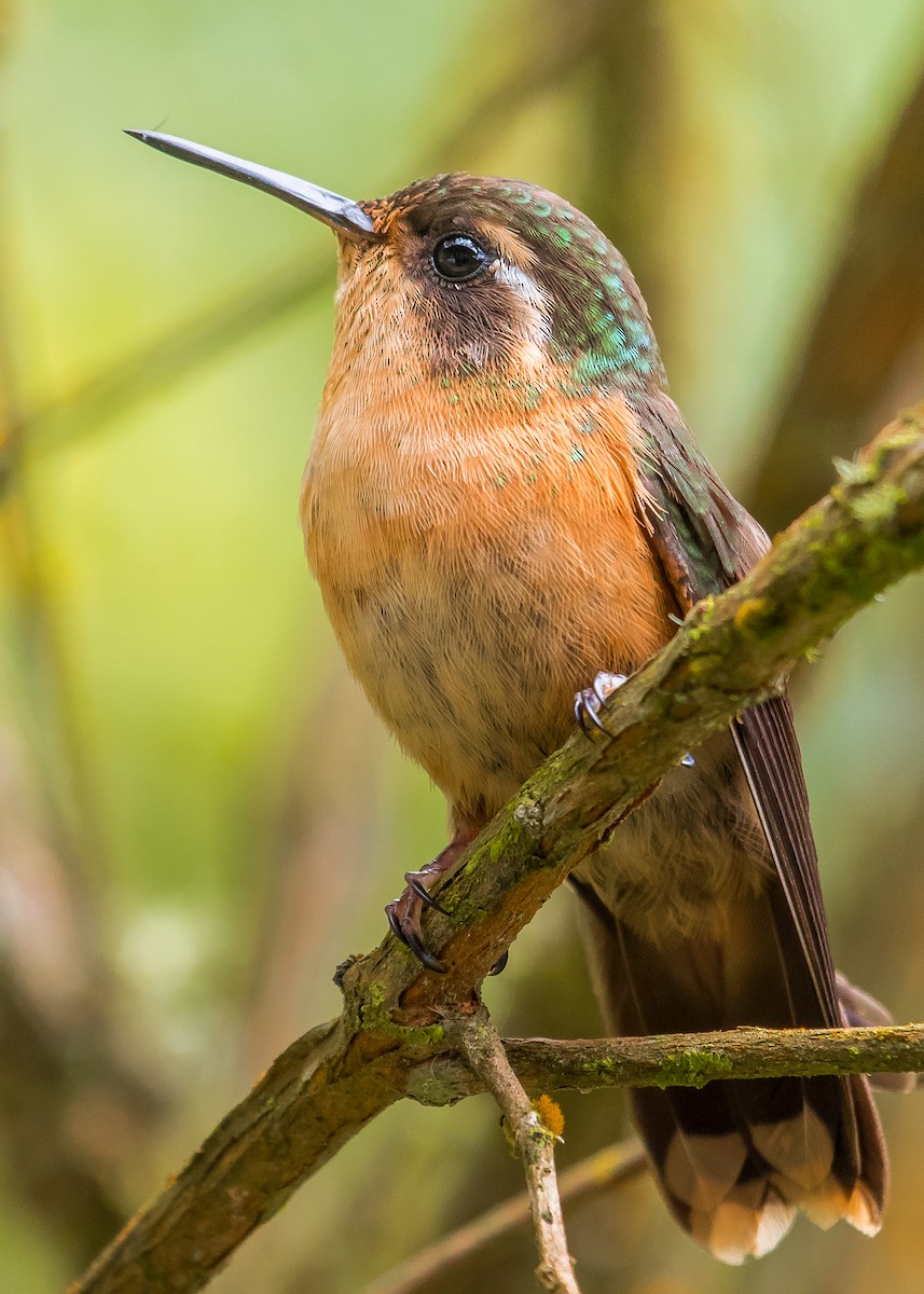 Speckled Hummingbird - David Monroy Rengifo