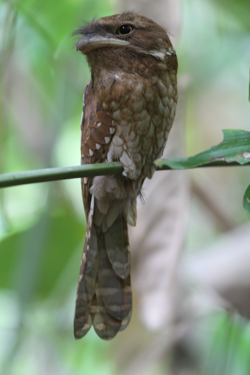 Gould's Frogmouth - ML188271721