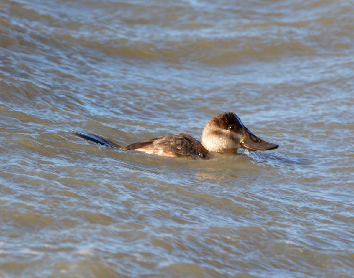 eBird Checklist - 16 Nov 2019 - Edwin B. Forsythe NWR--Wildlife Drive ...