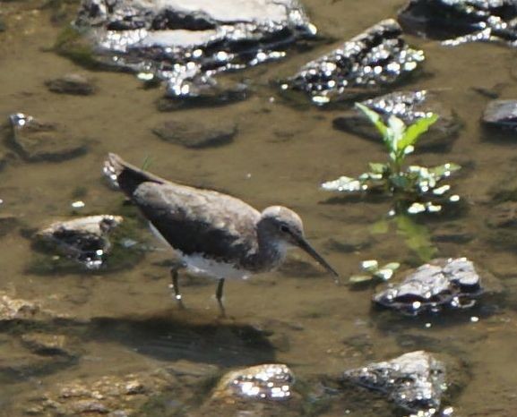 Green Sandpiper - Bruce Young
