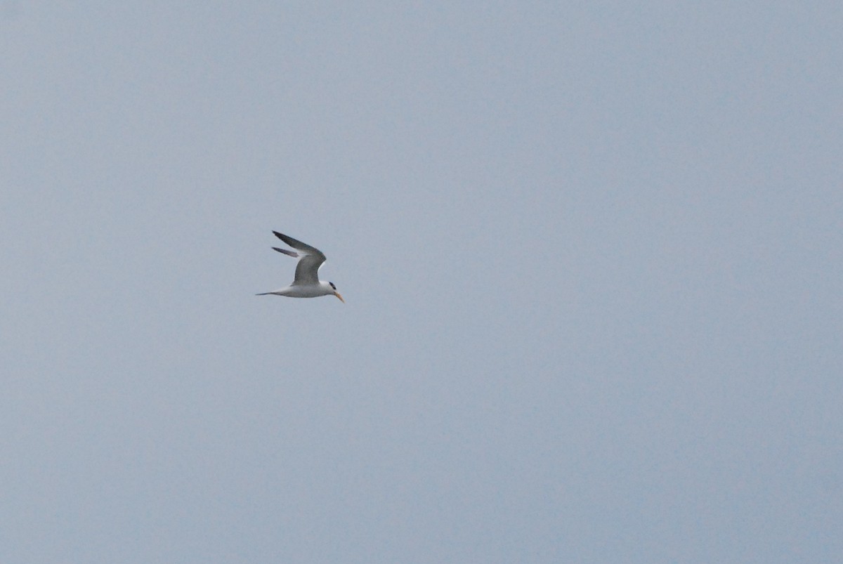 West African Crested Tern - ML188281081