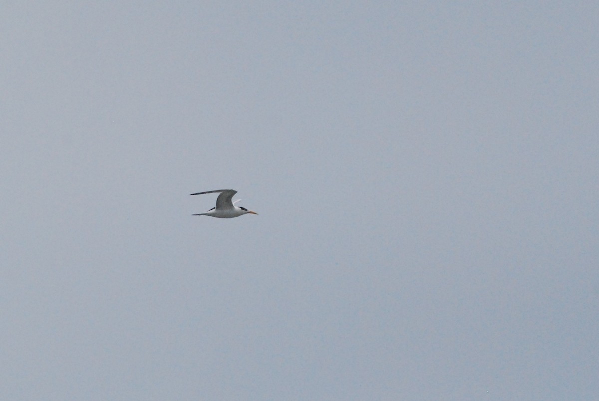 West African Crested Tern - ML188281141