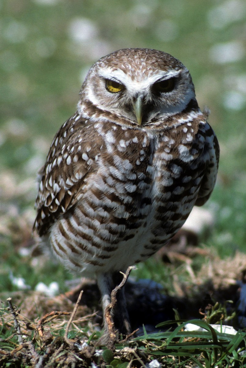 Burrowing Owl - Michael Gage