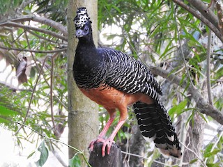  - Bare-faced Curassow