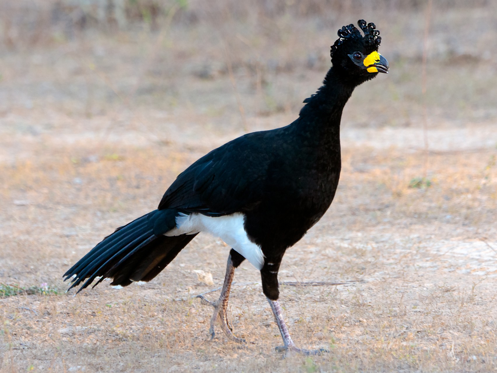 Bare-faced Curassow - George Pagos