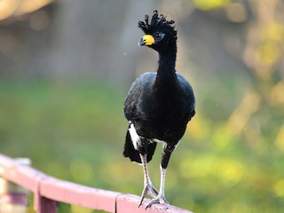  - Bare-faced Curassow