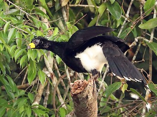  - Bare-faced Curassow