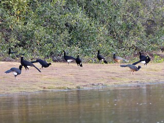  - Bare-faced Curassow