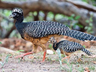  - Bare-faced Curassow
