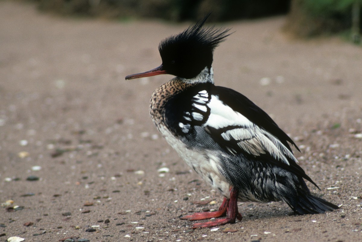 Red-breasted Merganser - Michael Gage