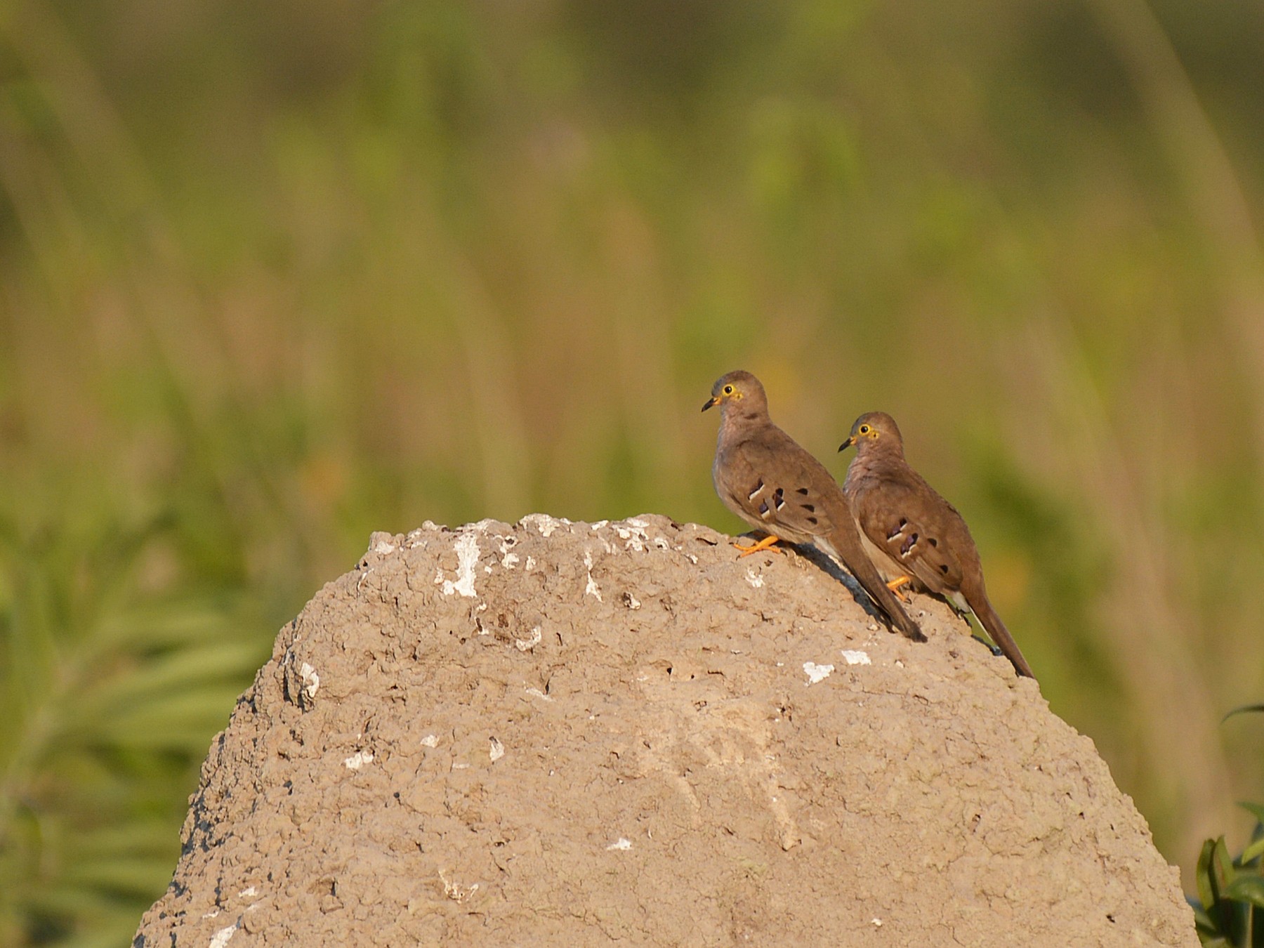 Long-tailed Ground Dove - Henry Cook