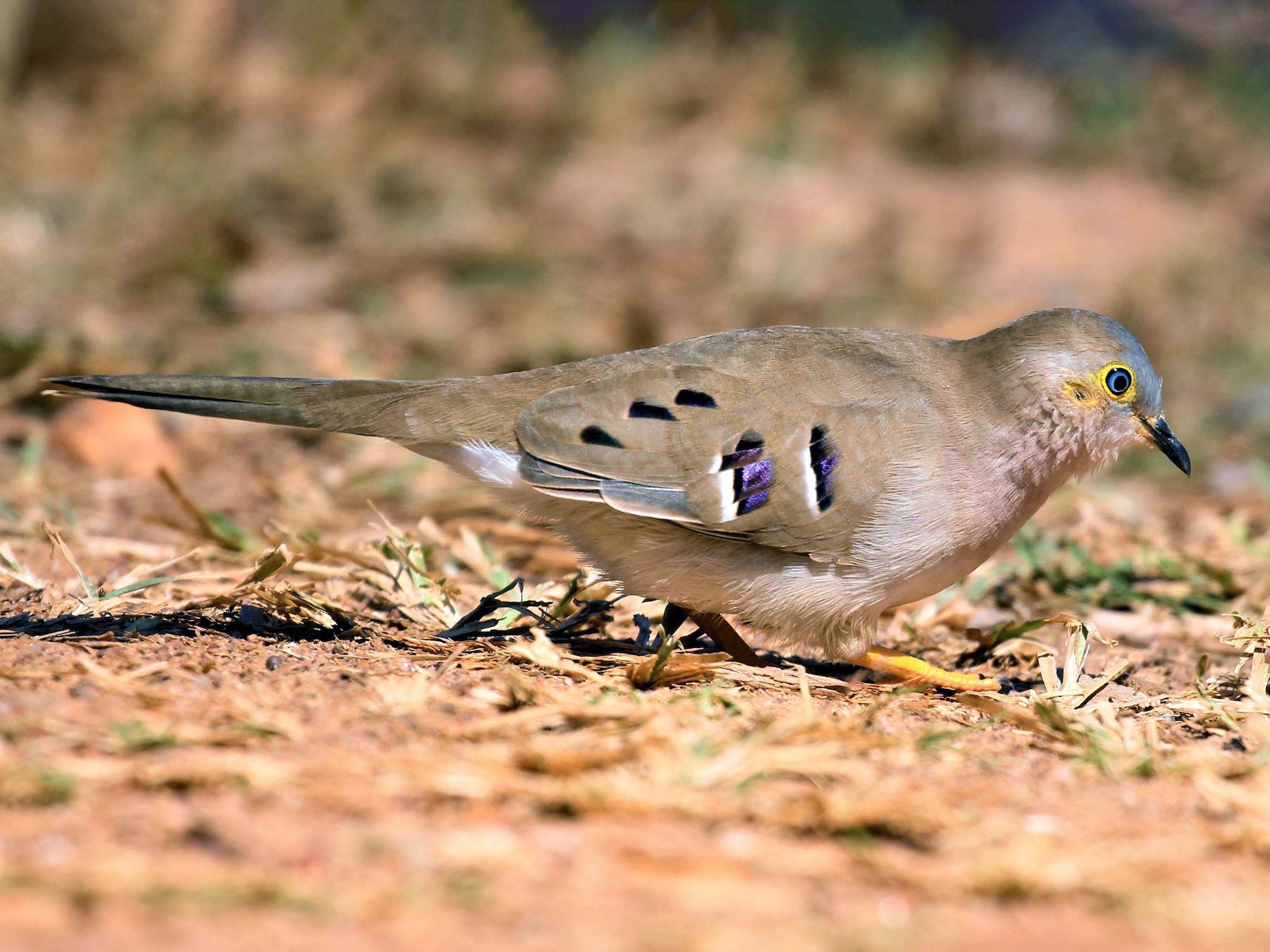 Long-tailed Ground Dove - Jose Luis Blázquez