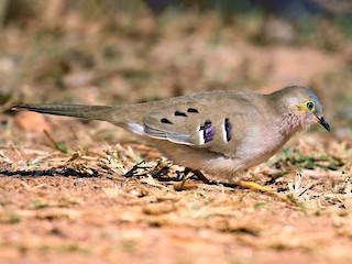  - Long-tailed Ground Dove