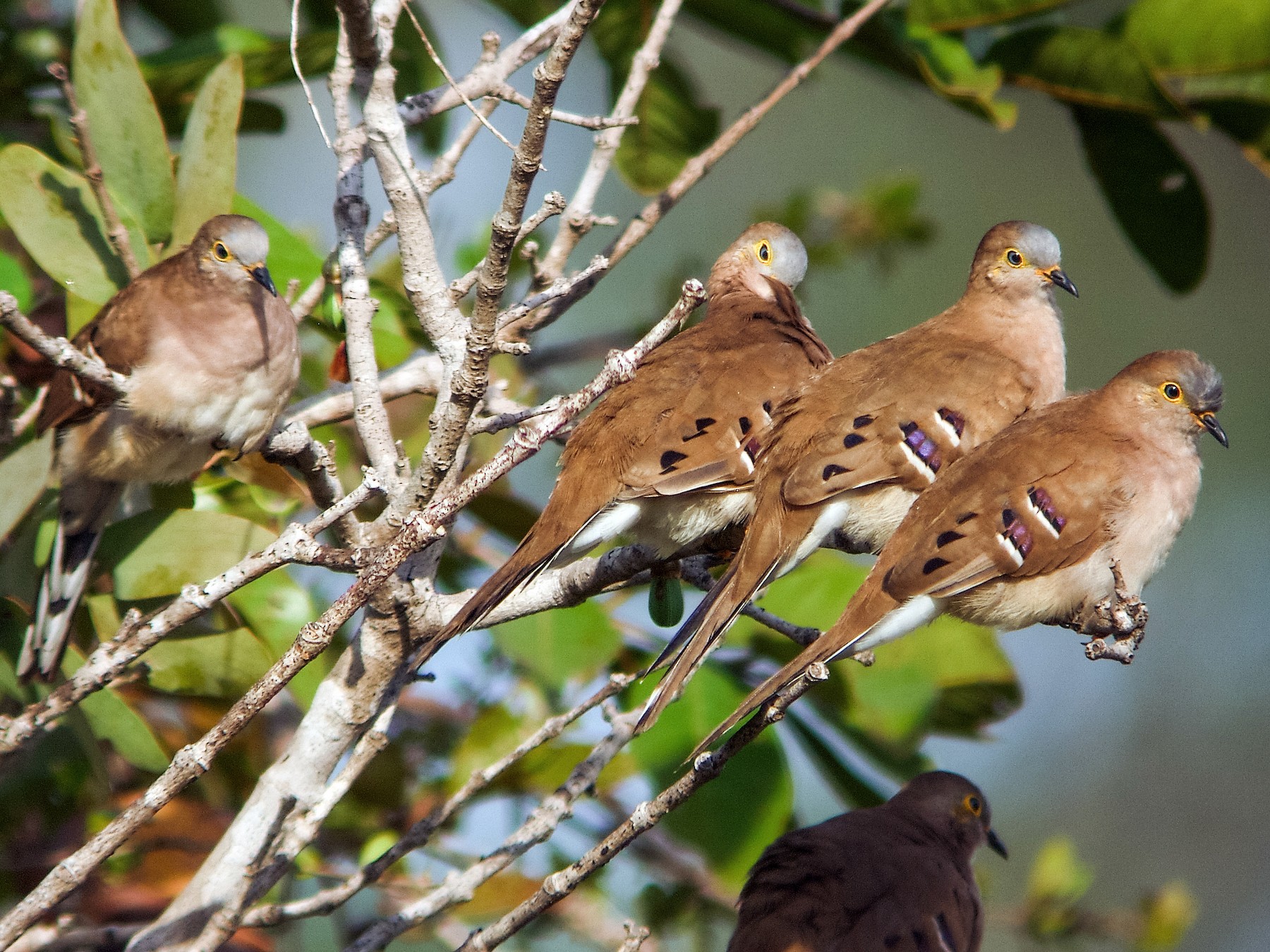 Long-tailed Ground Dove - Nick Athanas