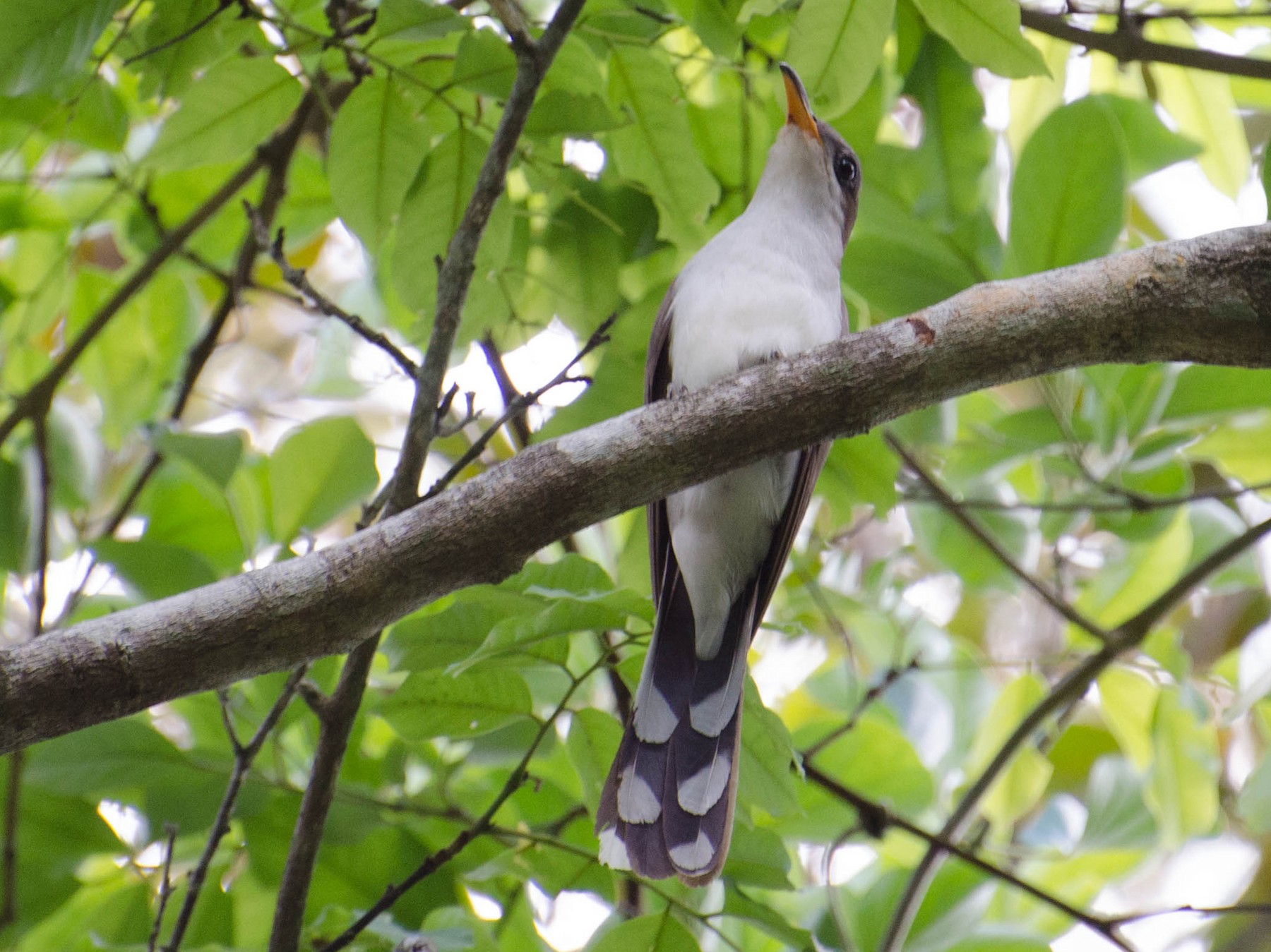 Pearly-breasted Cuckoo - Marcos Eugênio Birding Guide